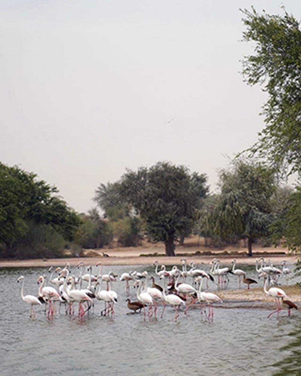 Flamingo Lake — 2