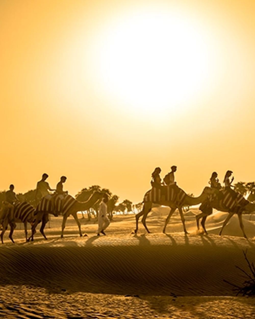 Camel trekking