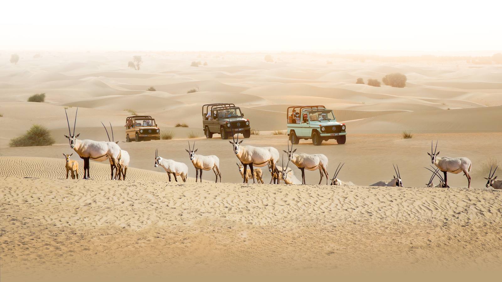 Dubai: Evening Heritage Safari in Vintage G-Class at Al Marmoom