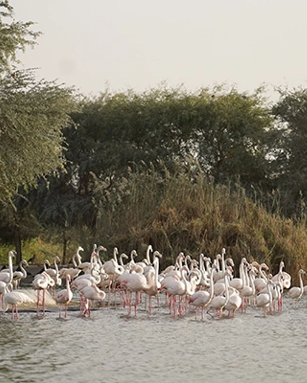 Flamingo Lake — 1