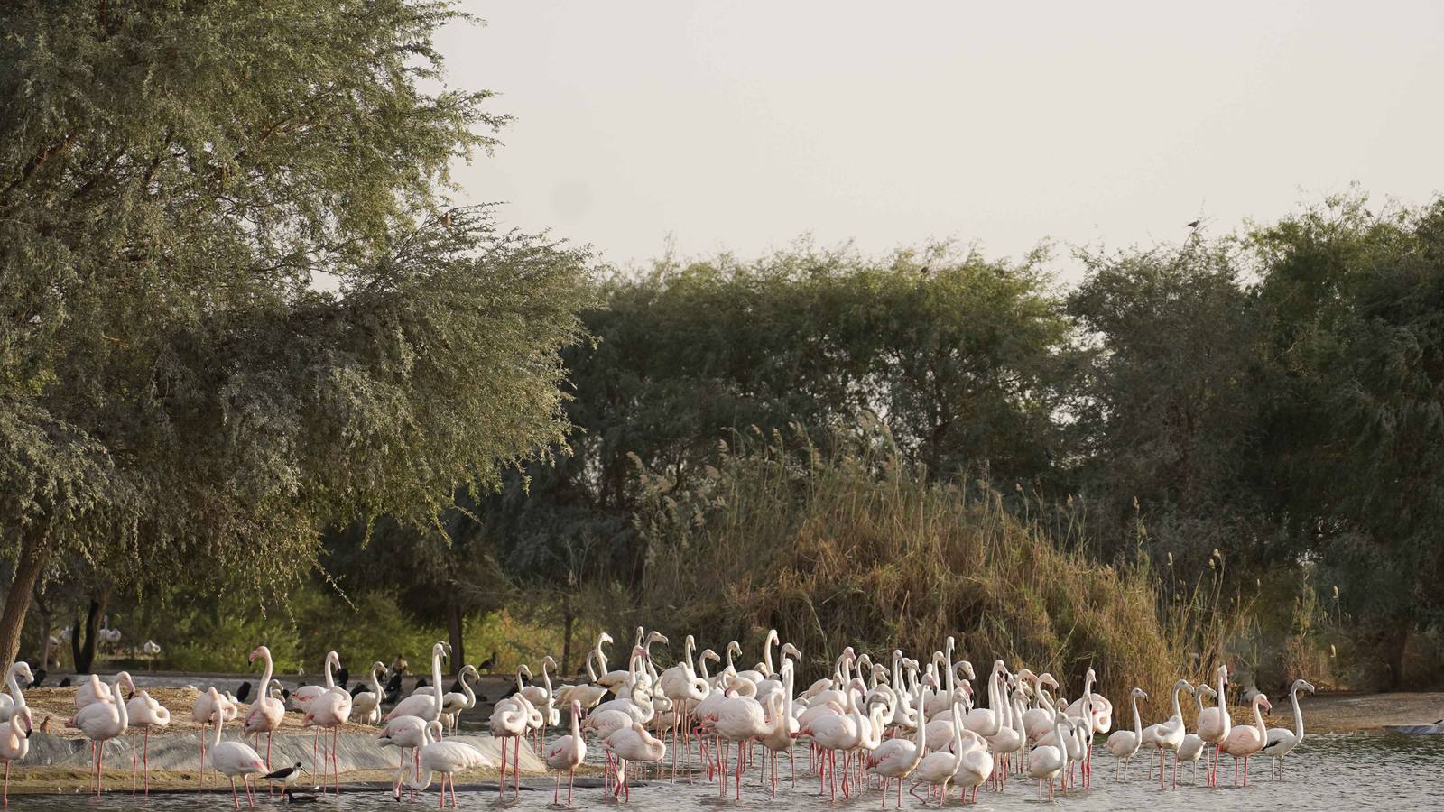 Morning Heritage Safari with Flamingo Lake Visit