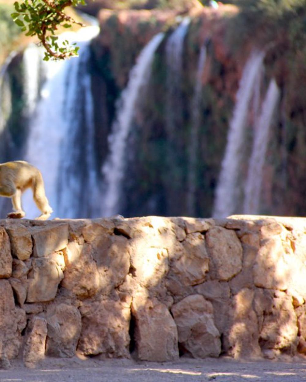 Monkeys over waterfall 960x636