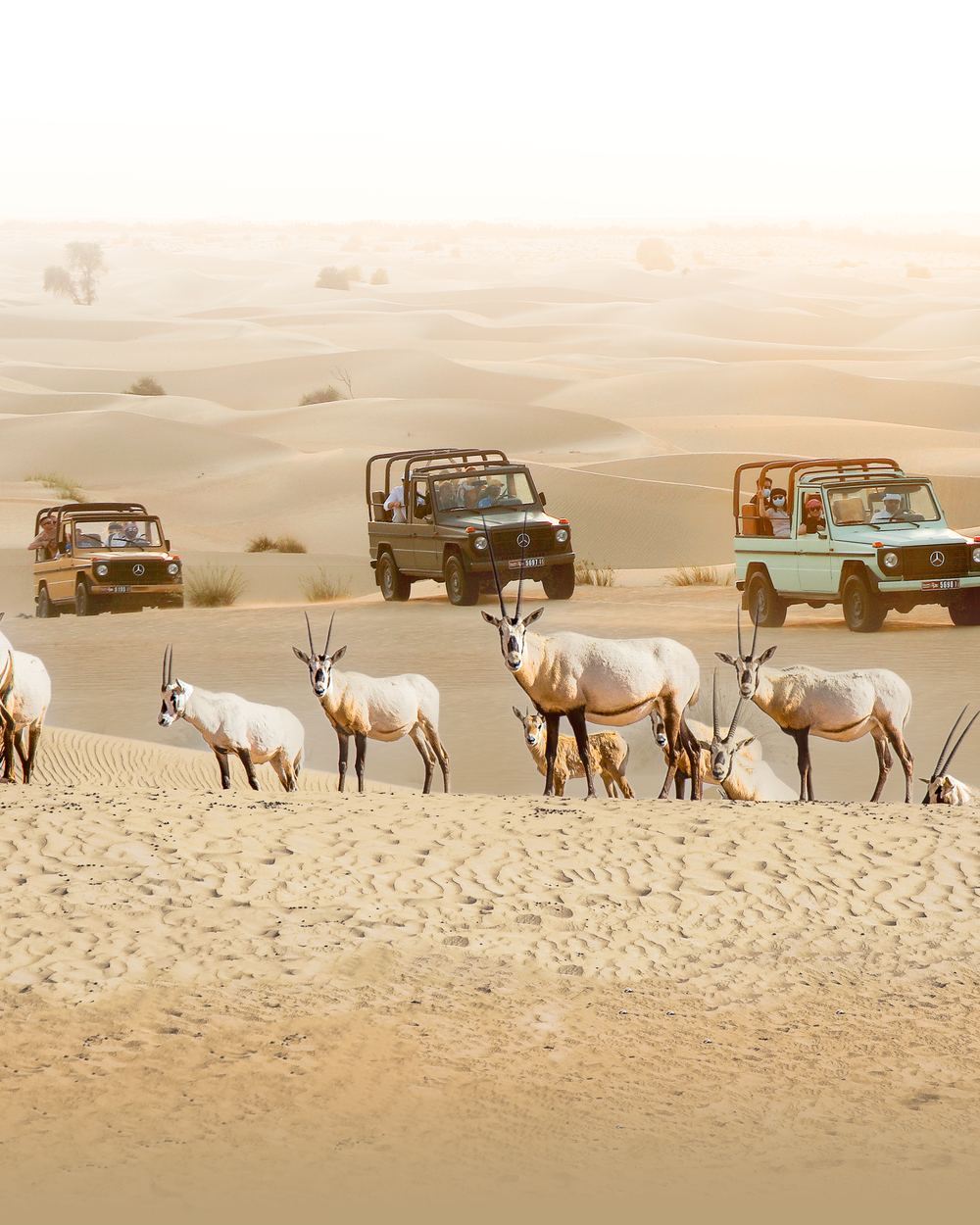Vintage G-Class Safari & Al Qudra Bird Reserve — 1