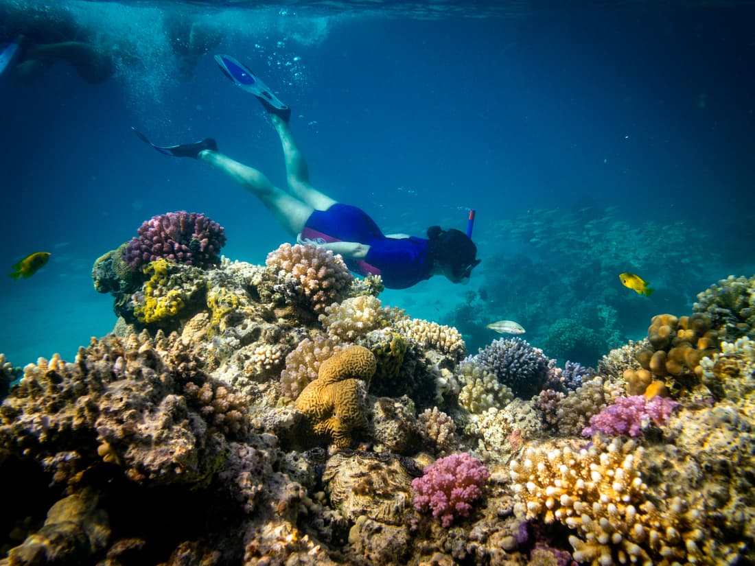 Coral Reef Snorkelling