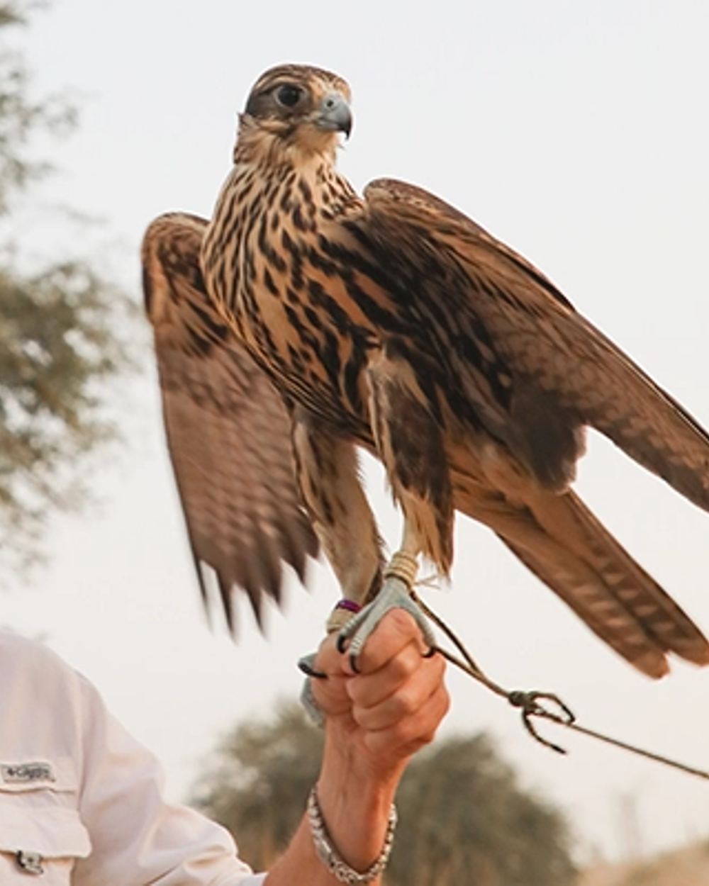 Falcon