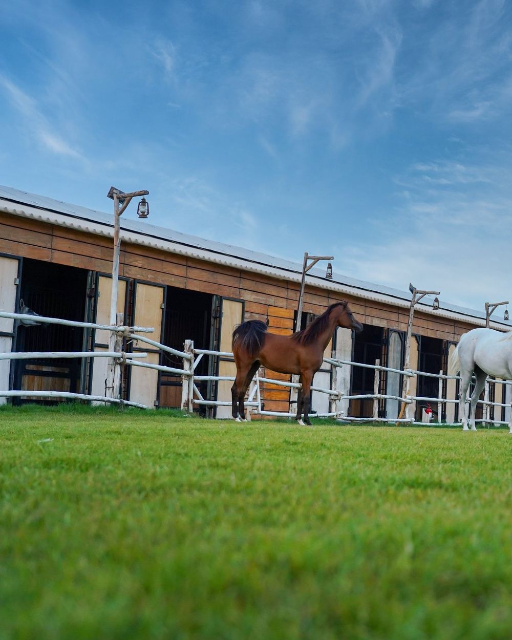 Meet Your Horse & Get Ready