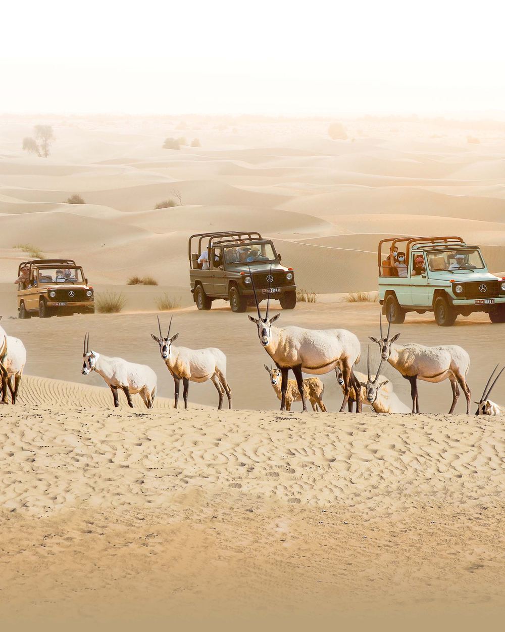 4 animal vintage car