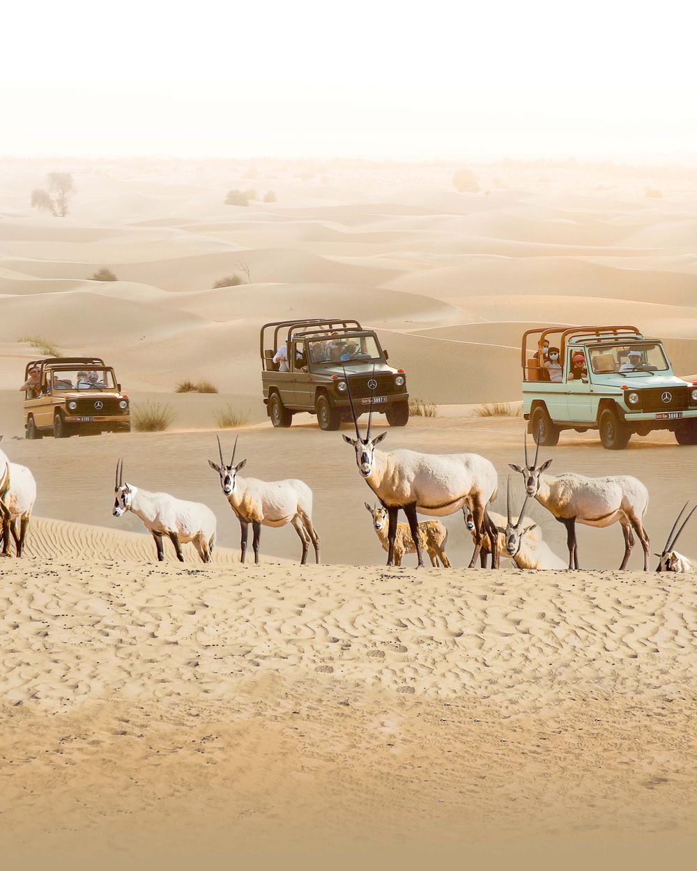 Dubai: Evening Heritage Safari in Vintage G-Class at Al Marmoom