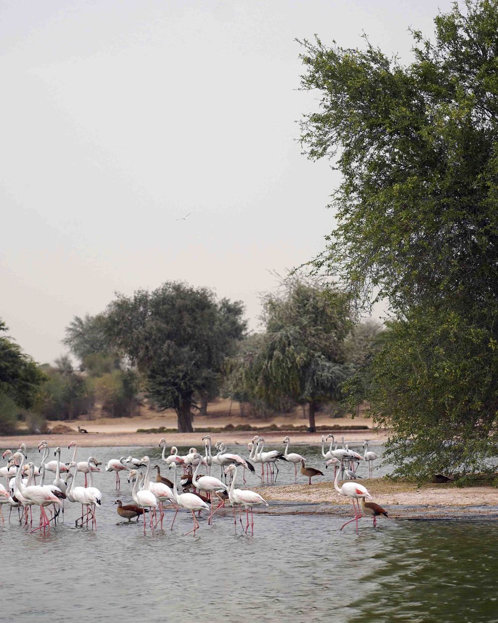 Morning Heritage Safari with Flamingo Lake Visit