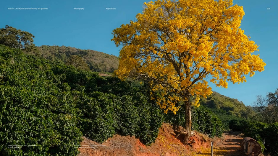 Flowering tree above cultivated hillside