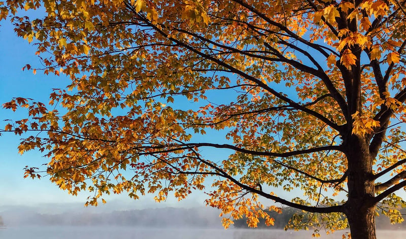 tree in autumn