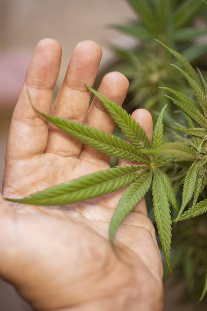 cannabis, weed, pot