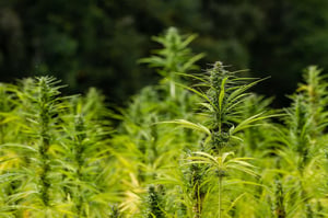 hemp, crop, agriculture