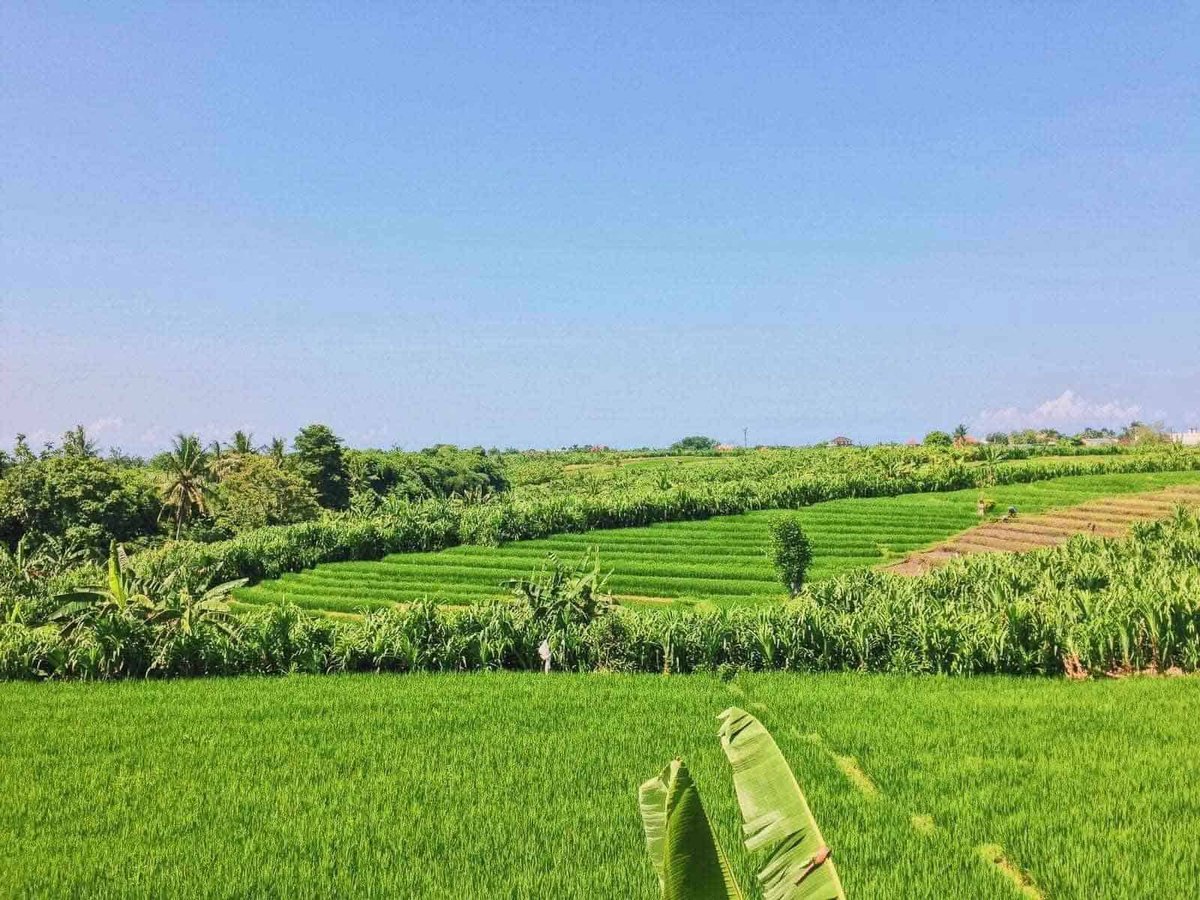 ricefield view bali