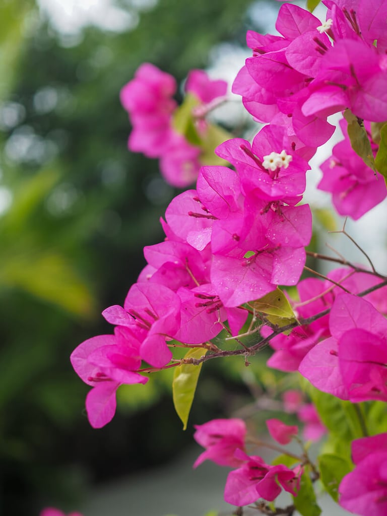 Pink bougainvillea flowers in the gardens at Loka Yoga School, Bali