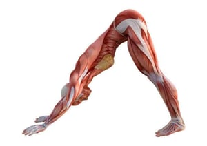 What should yoga teachers know about the fascia?