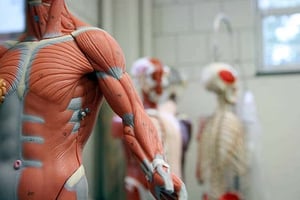 What should yoga teachers know about the fascia?
