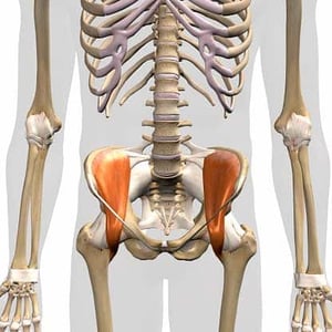 Hip flexor muscles and yoga – what should you know Hip Flexor Iliacus