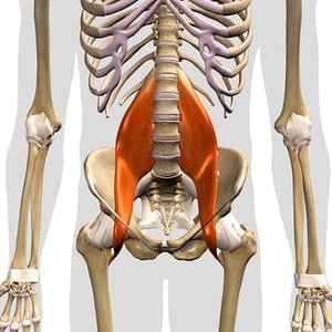 Hip flexor muscles and yoga – what should you know hip flexor Psoar Major