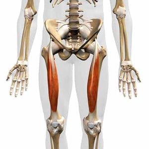hip flexor rectus femoris
