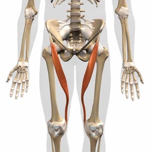 hip flexor sartorius