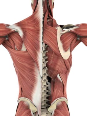 What should yoga teachers know about the fascia?