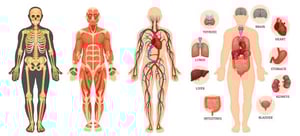 What should yoga teachers know about the fascia?