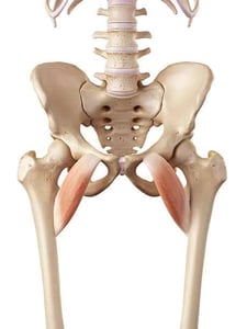 hip flexor pectineus