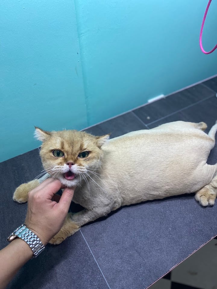 Pet Kuaför Nurcan Okumuş