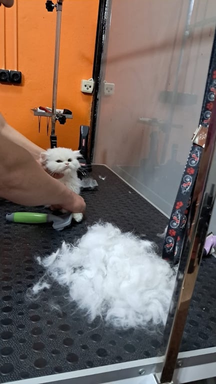 Bam bam pet kuaför