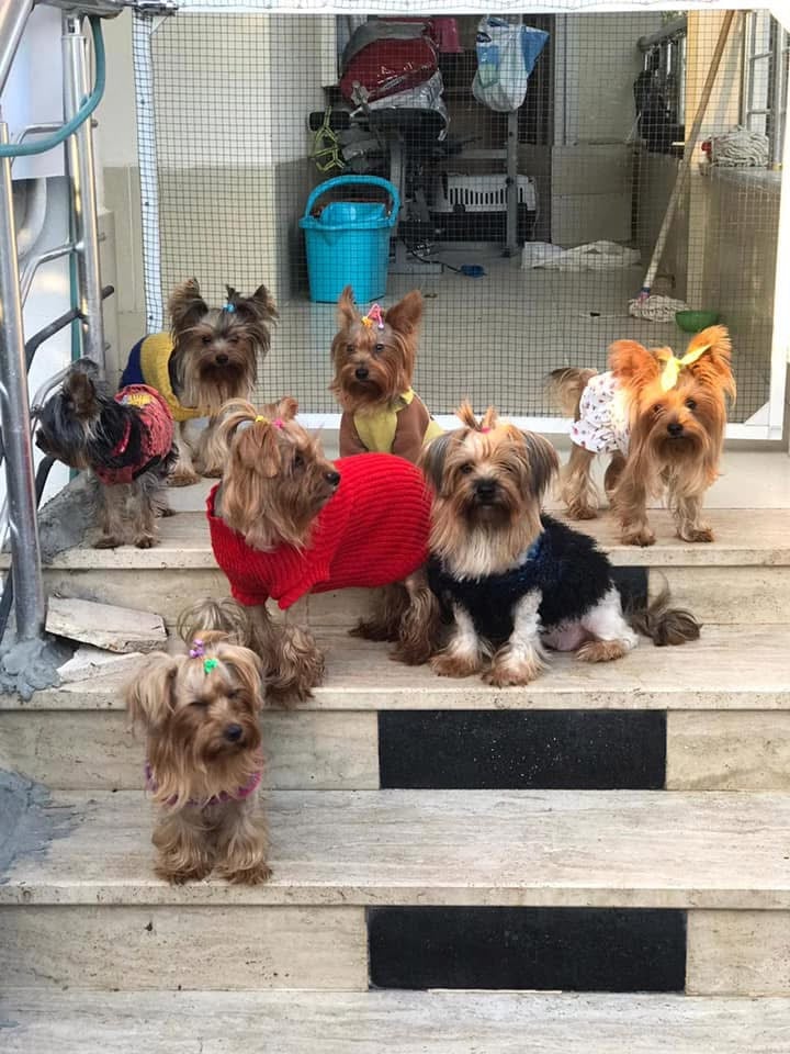 Trakya Köpek Evi & Pet Kuaför