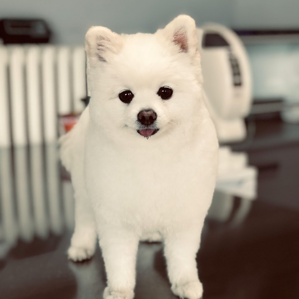 Sarıyer Pet kuafor