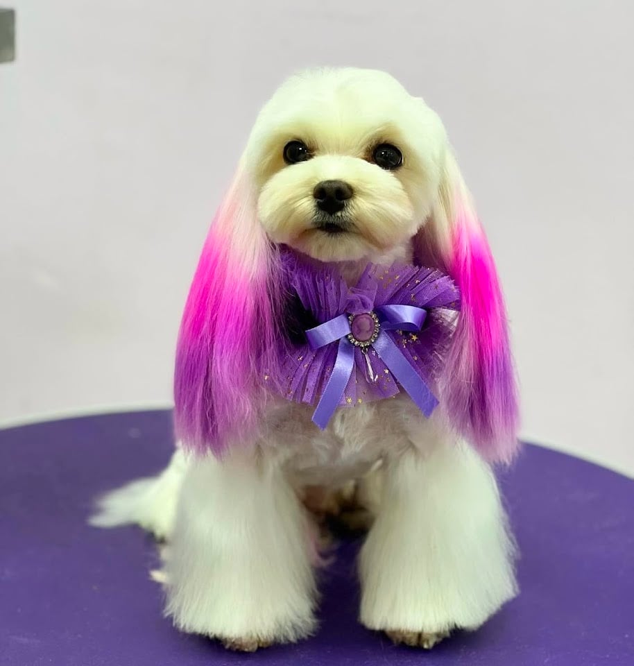 Like Pet