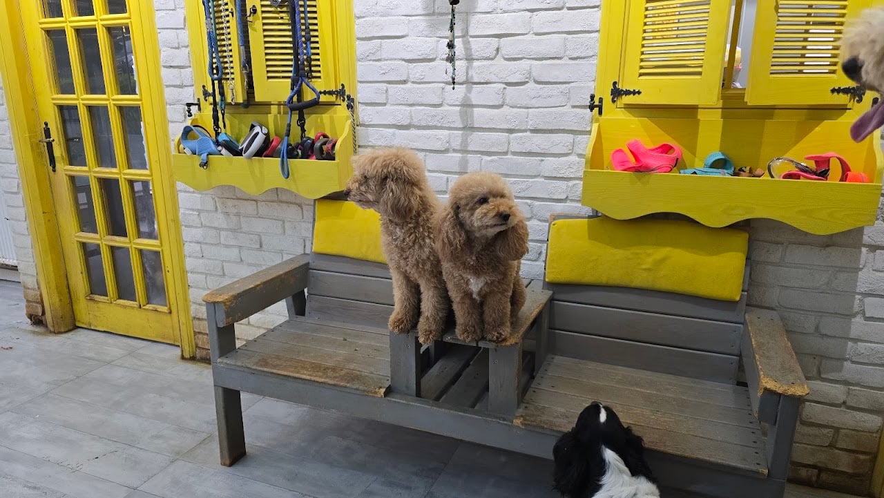 Trendy Pet Salon Ve Pet Kuaför