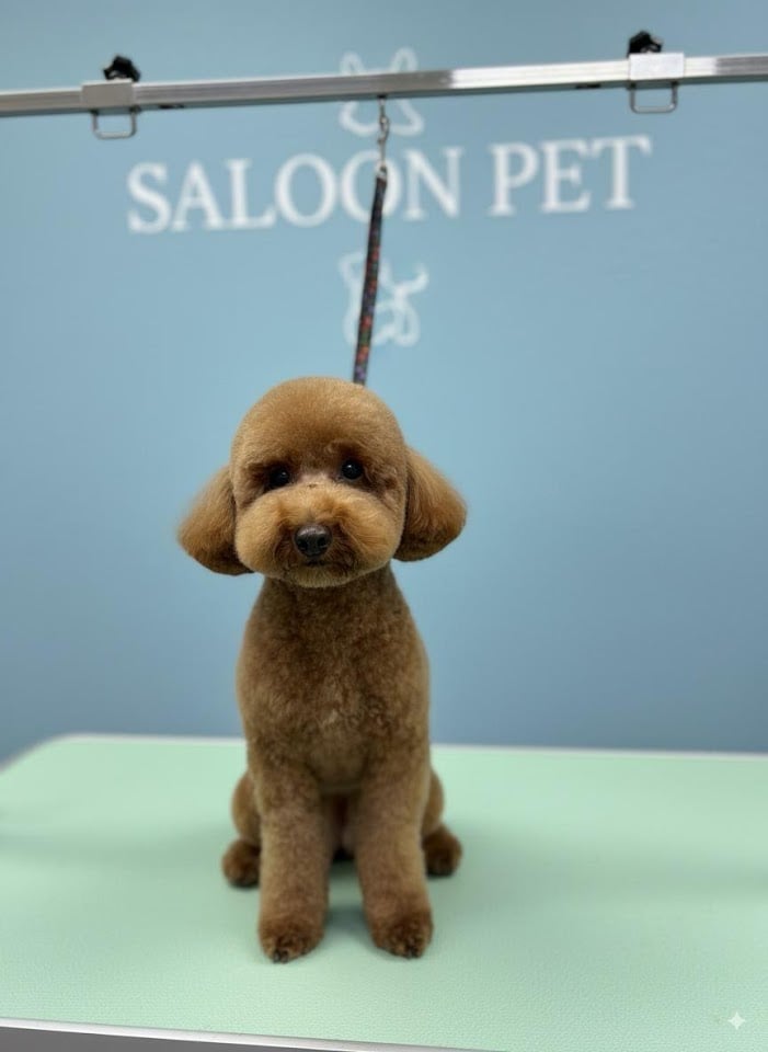 Saloon Pet