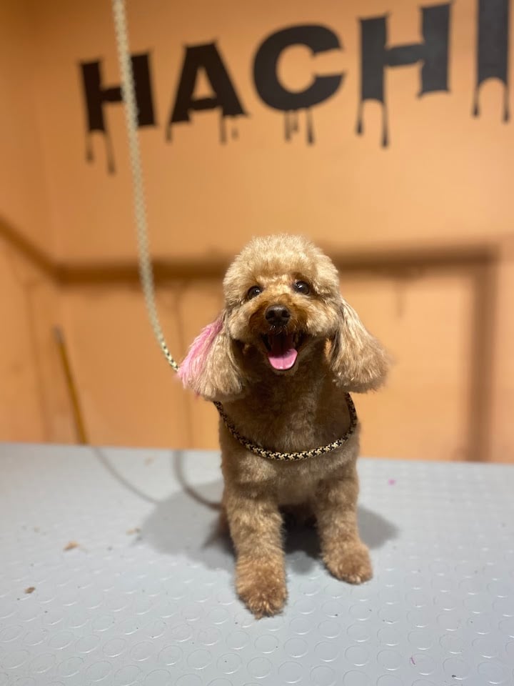 Hachiko Petshop&Kuaför
