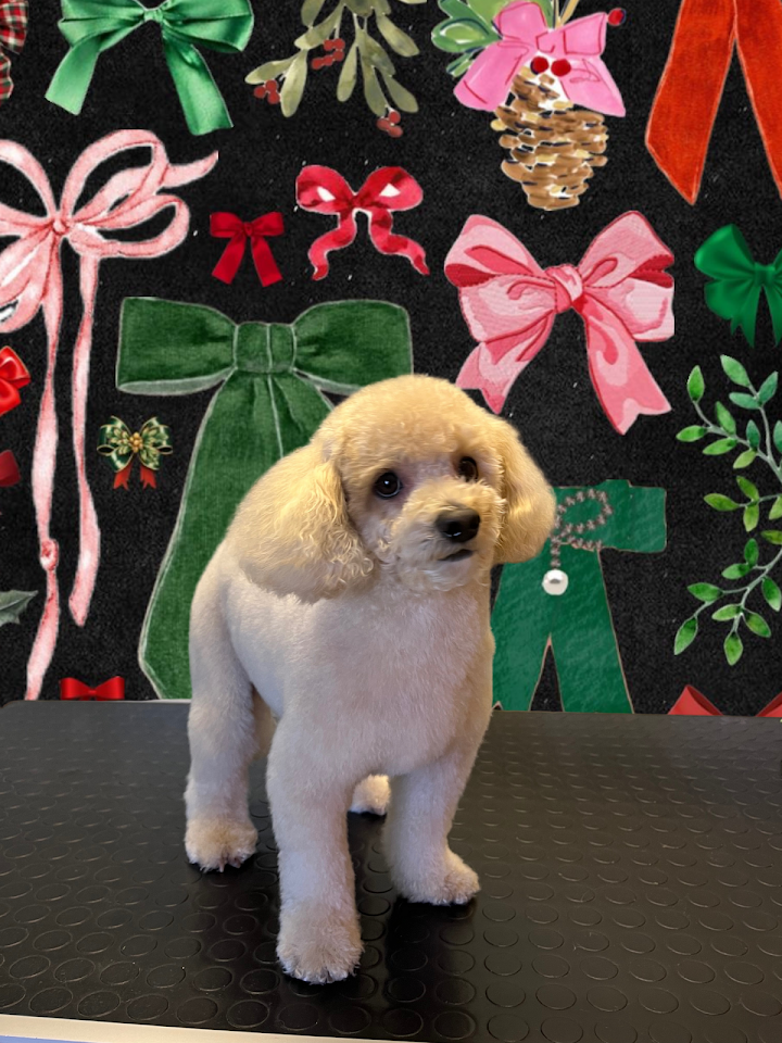 Perro Pet Kuaför