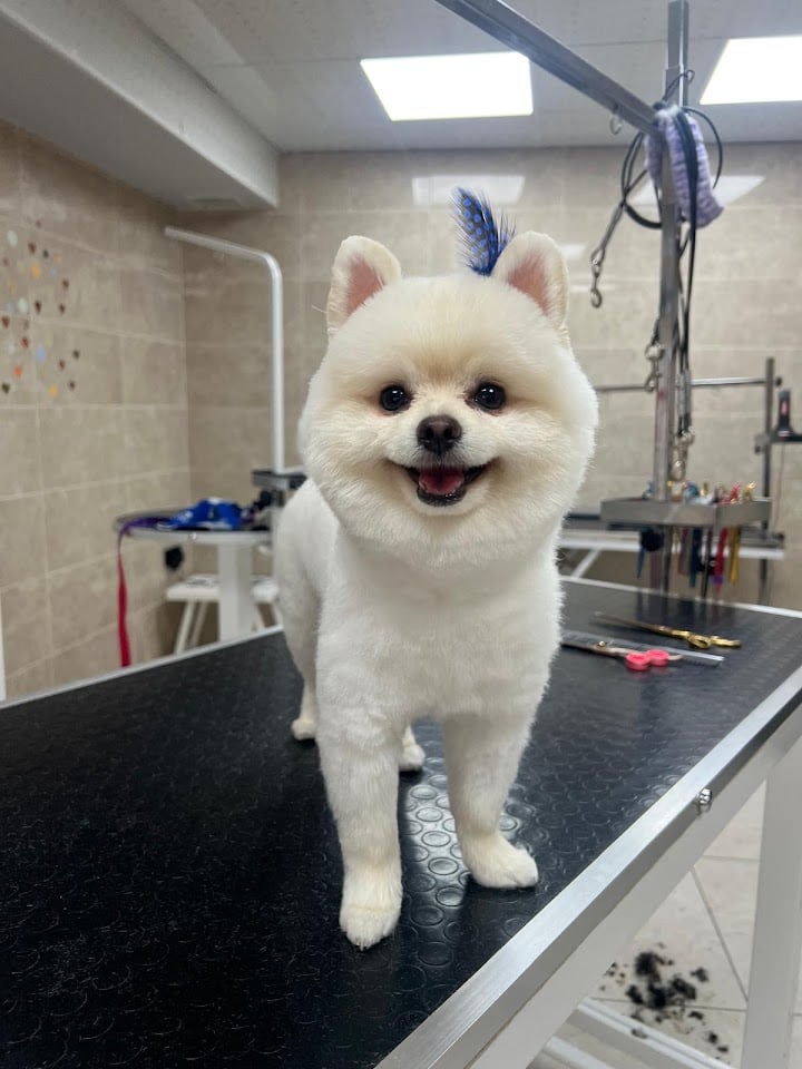 Avucat Pet Beauty
