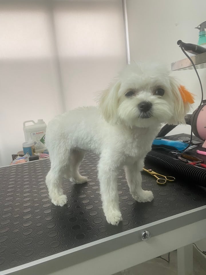 Pet Kuaför | Yaşamkent Kedi Köpek Kuaförü