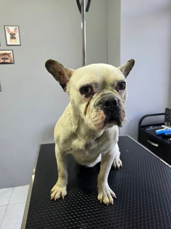 Ester Pet Grooming