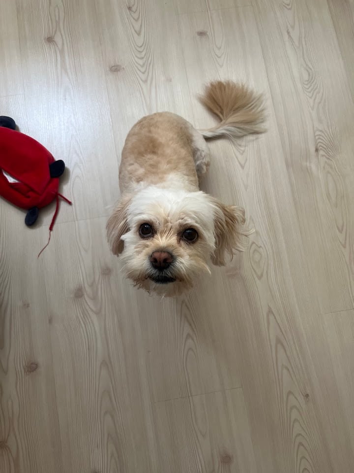 Pretty Paws Pet Güzellik Ve Bakım Merkezi