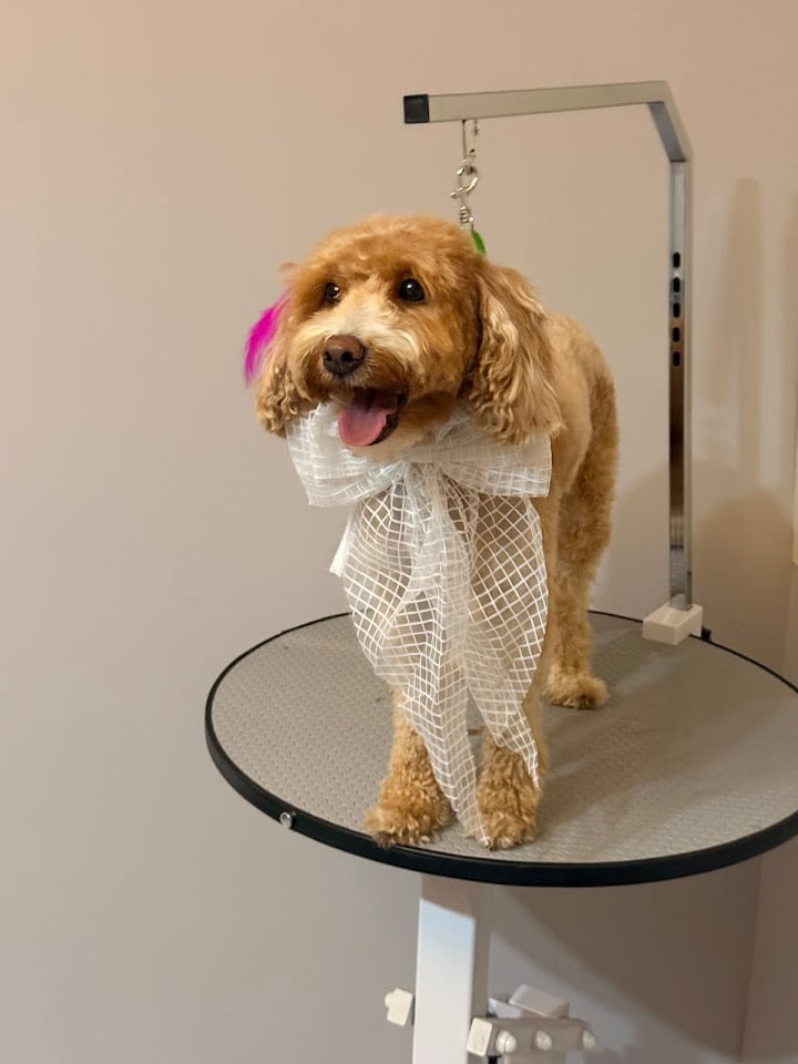 Diva Pet Kuaför