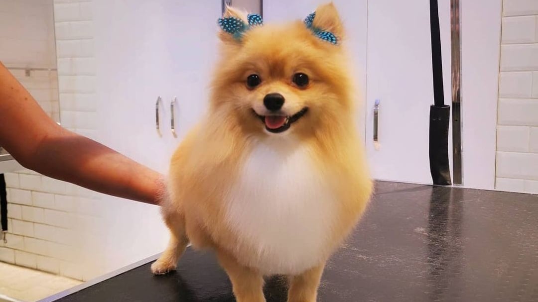 Alfa Pet Kuaför