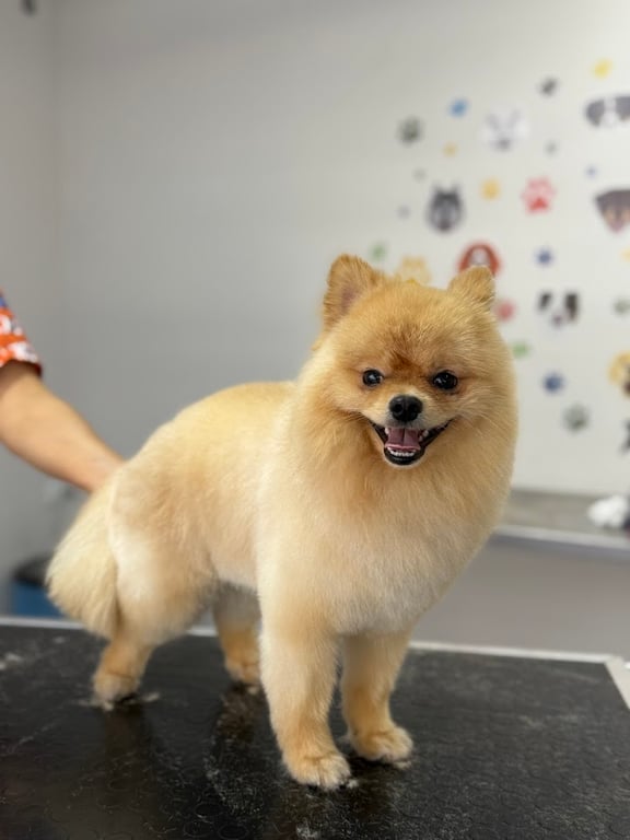 PATİ GROOMING