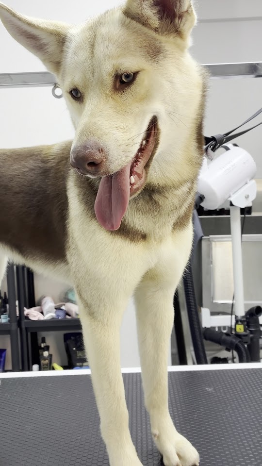 Pia Pet Kuaför