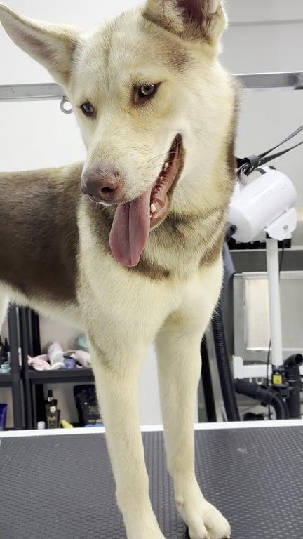 Pia Pet Kuaför
