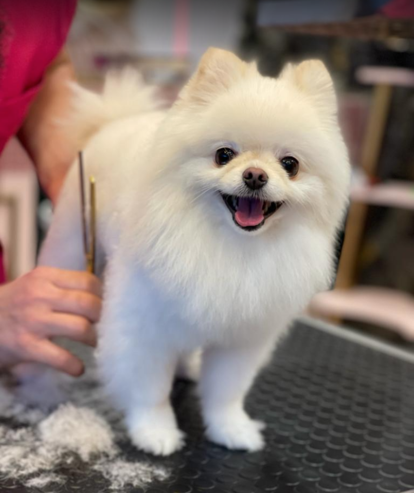 Maçka Pet Kuaför
