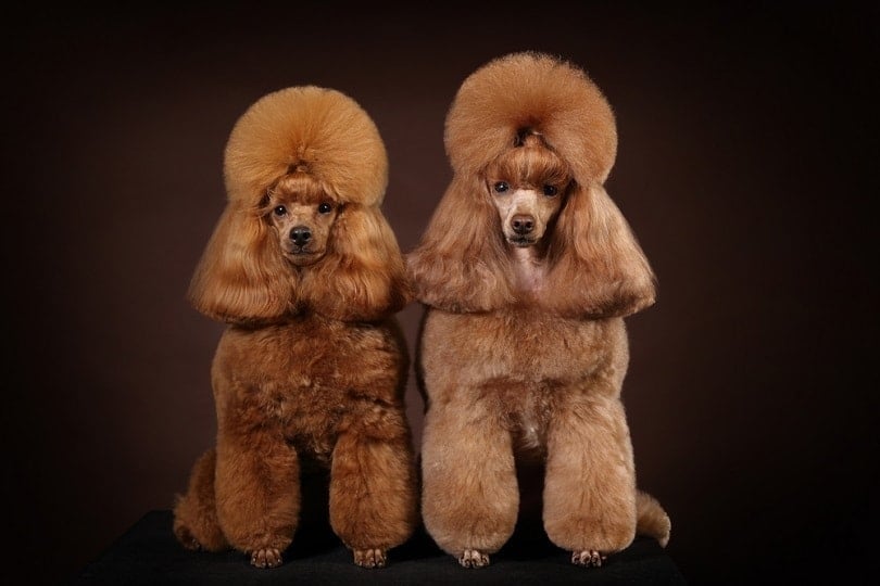 LİLLY'S PETSHOP