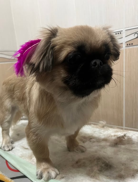 Müzeyyen Pet Kuaför Coiffeur
