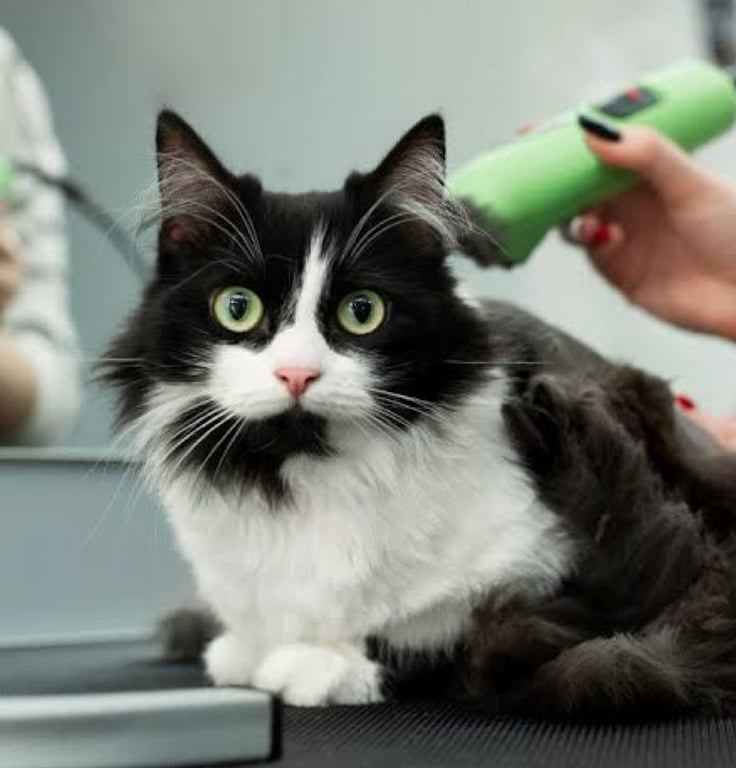 Pet Kuaför Seferihisar - Sebahat Parlak
